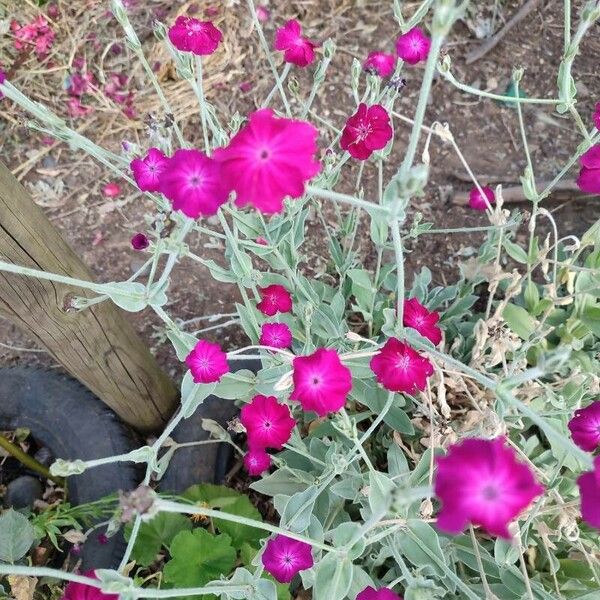 Silene coronaria Blüte