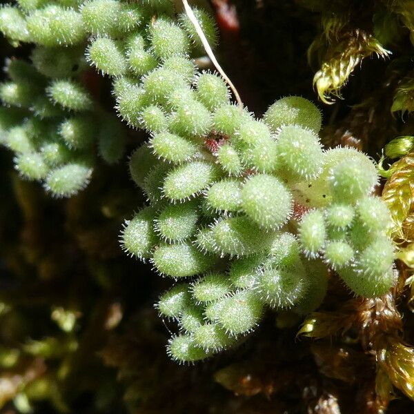 Sedum hirsutum Folha