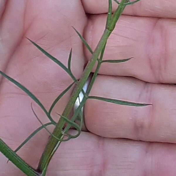 Daucus carota Blad