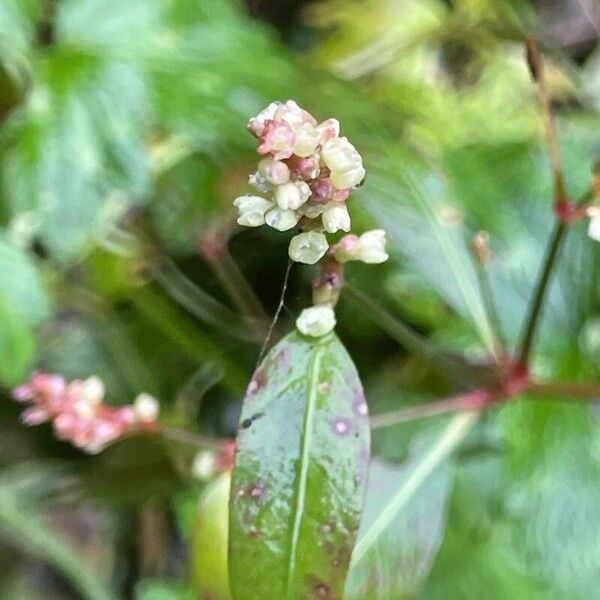 Persicaria minor Fruit