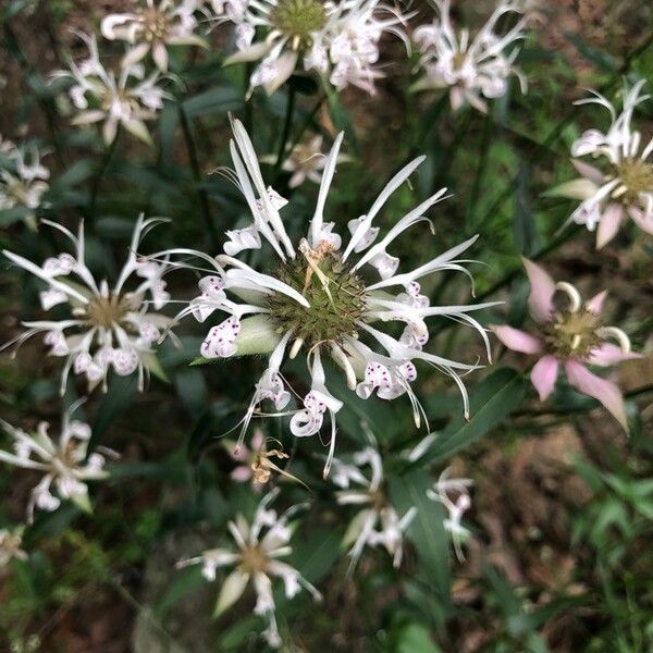 Monarda clinopodia Květ