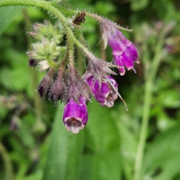 Symphytum officinale Blomst