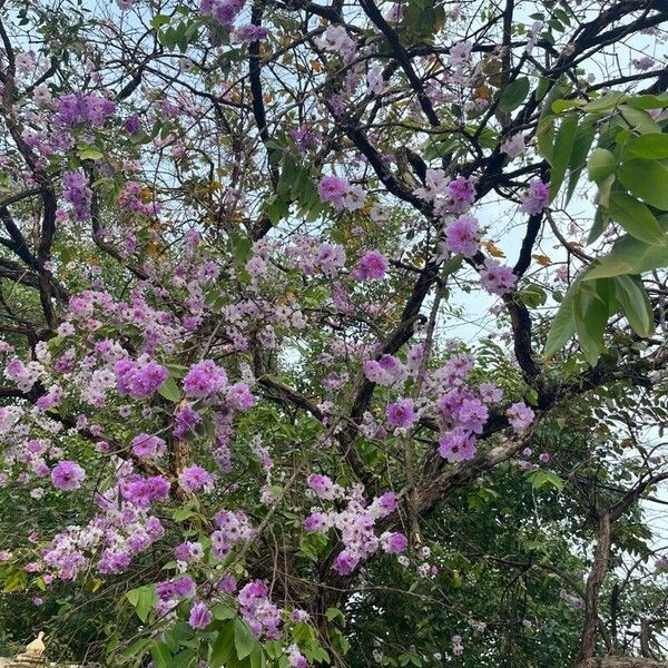 Tabebuia rosea Blodyn