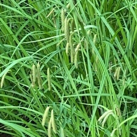 Carex crinita Leaf