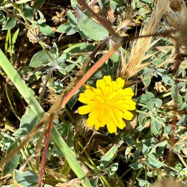 Launaea nudicaulis Fiore