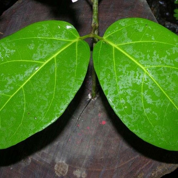 Tanaecium pyramidatum Fuelha