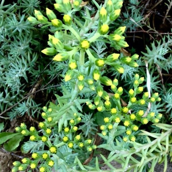 Petrosedum rupestre Flor