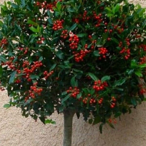 Ilex vomitoria Levél