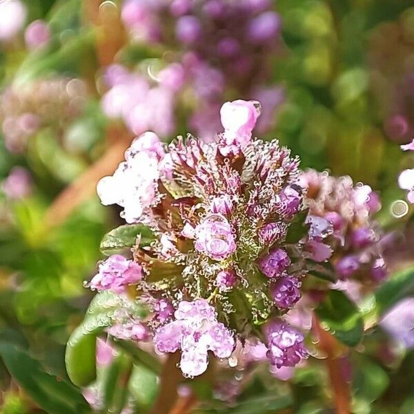 Thymus serpyllum Kvet