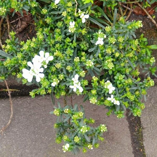 Iberis sempervirens Habit