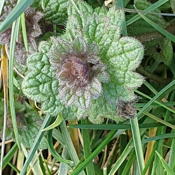 Lamium confertum Leaf