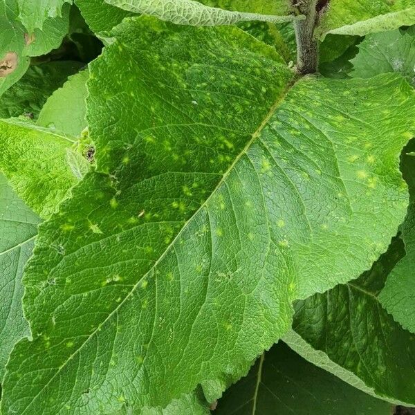 Inula helenium Blad