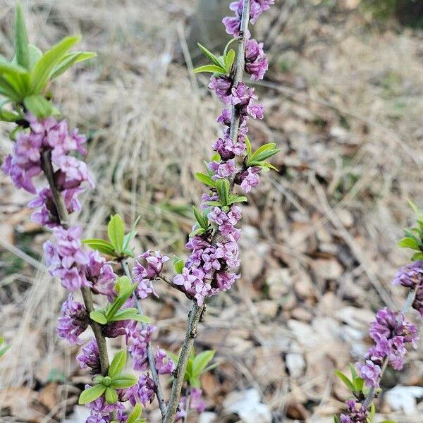 Daphne mezereum Õis