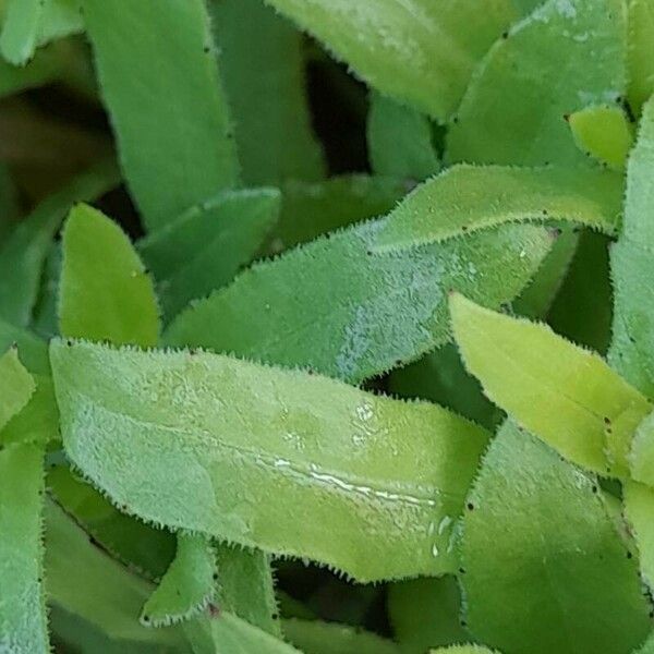 Calendula arvensis Leaf