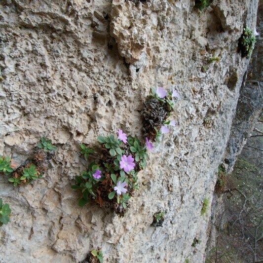 Primula allionii Συνήθη χαρακτηριστικά