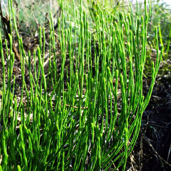 Equisetum arvense Blad