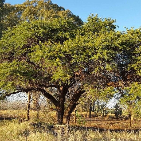 Vachellia erioloba Hábito