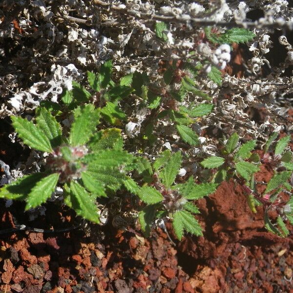 Forsskaolea angustifolia Hábito