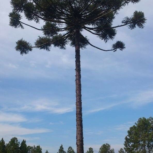 Araucaria angustifolia Habitus