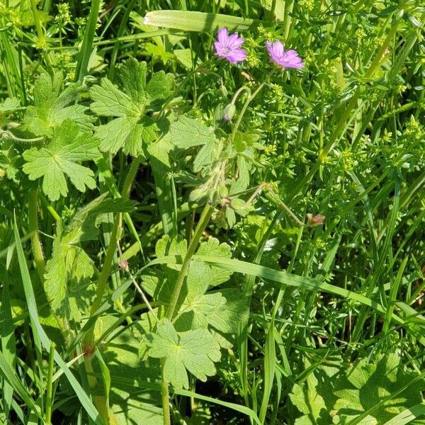 Geranium pyrenaicum Habit