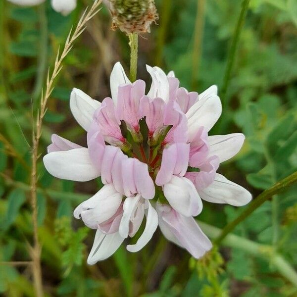 Coronilla varia Floro