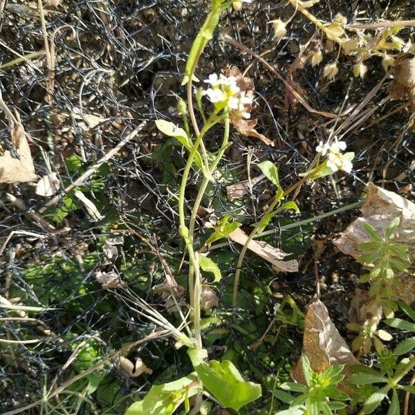 Calepina irregularis برگ