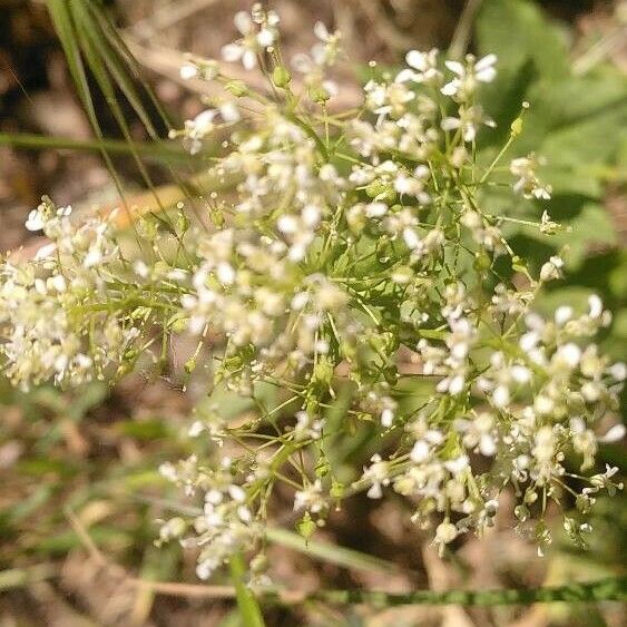 Lepidium latifolium Flower