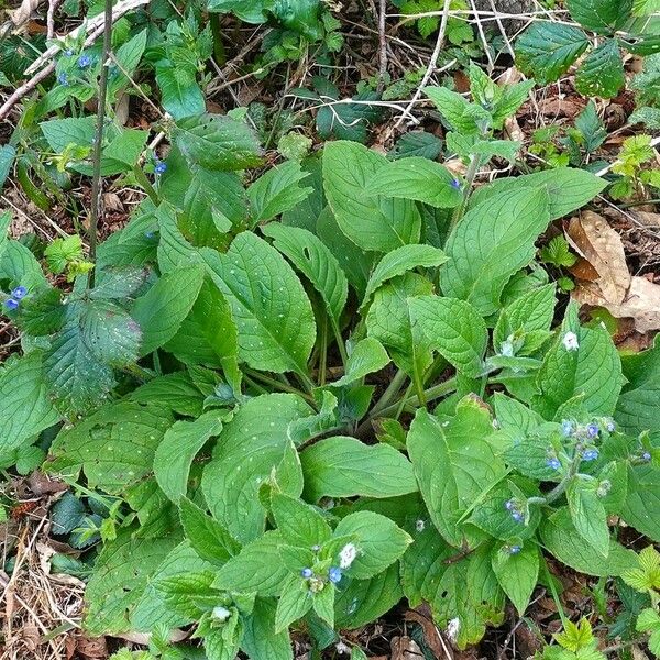 Pentaglottis sempervirens Habitatea