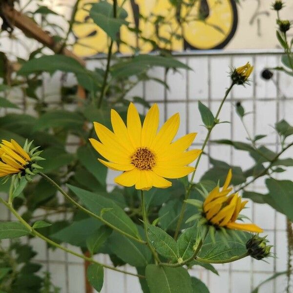 Helianthus × laetiflorus Flower