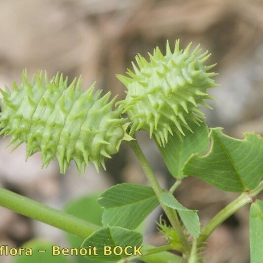 Medicago murex Fruto