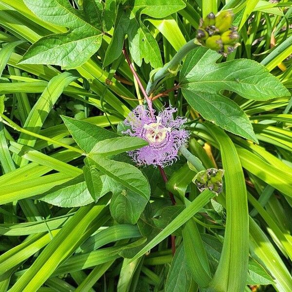 Passiflora incarnata Цветок
