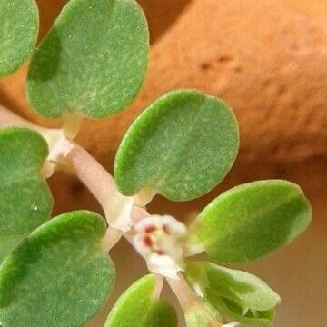 Euphorbia chamaesyce ഇല