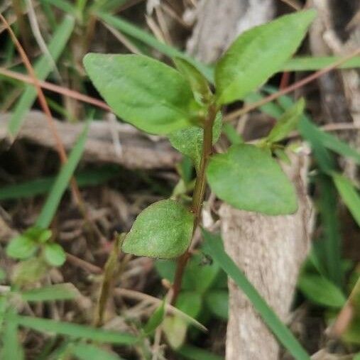 Lindernia dubia Yaprak