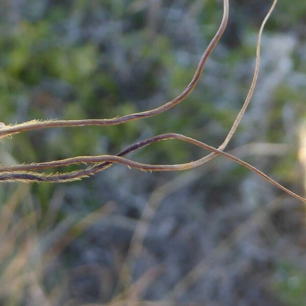 Heteropogon contortus Квітка