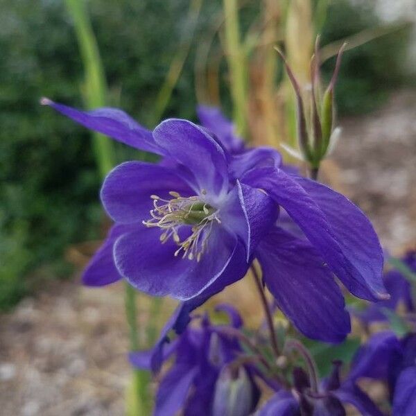 Aquilegia vulgaris Flower