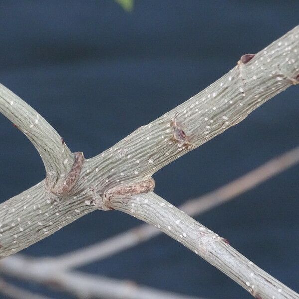 Populus nigra Bark