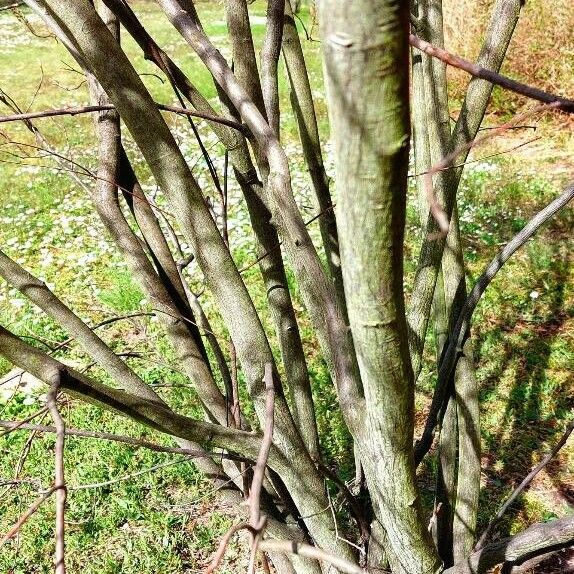 Amelanchier × lamarckii Rinde