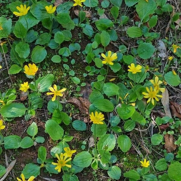 Ranunculus bullatus Habit