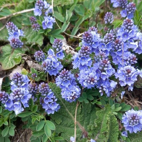 Veronica prostrata Flower