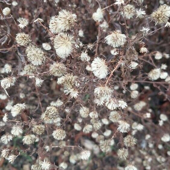 Dittrichia graveolens Flower