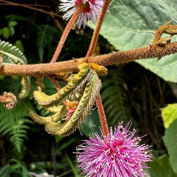 Mimosa pudica Žiedas