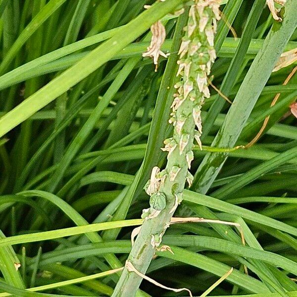 Kniphofia uvaria Yaprak