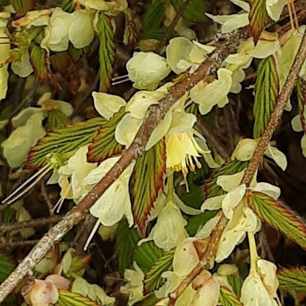Corylopsis pauciflora Flower