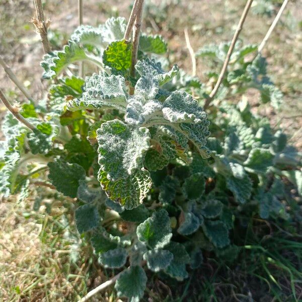 Marrubium vulgare Leaf