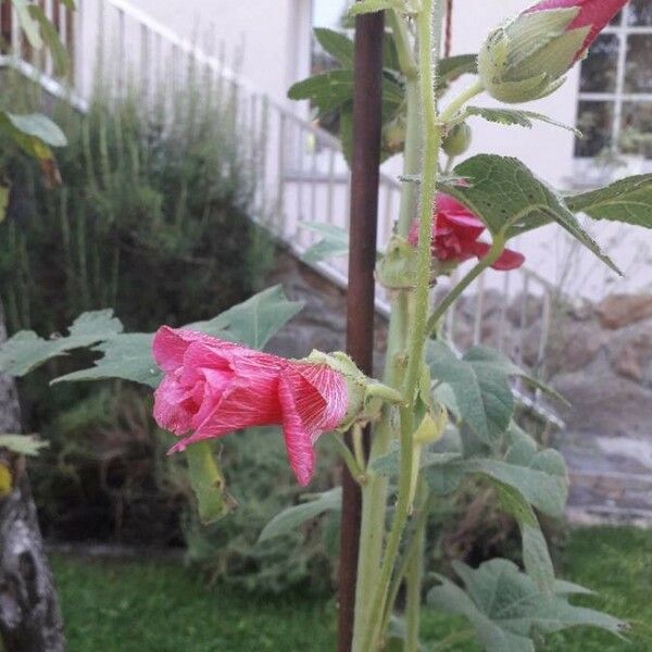 Alcea rosea Kwiat