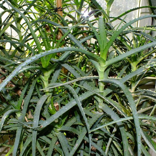 Aloe arborescens पत्ता