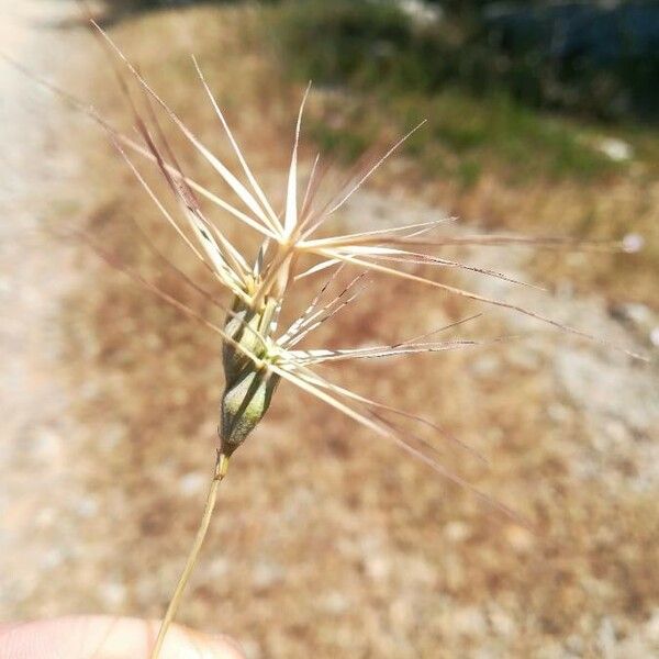 Aegilops neglecta Fruit