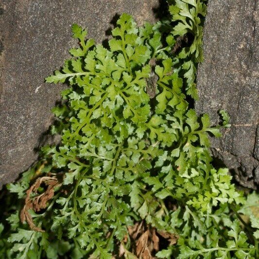 Asplenium cuneifolium Buveinė