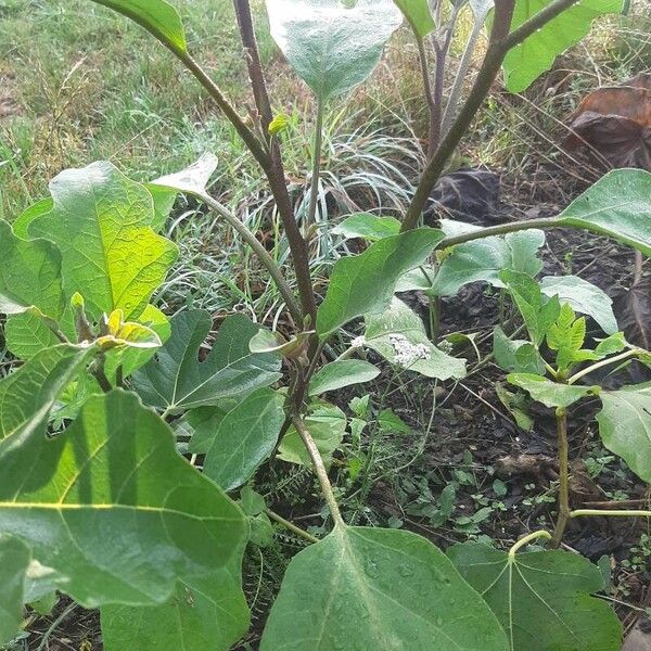 Solanum melongena Kora