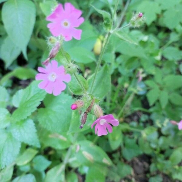 Silene dioica 花